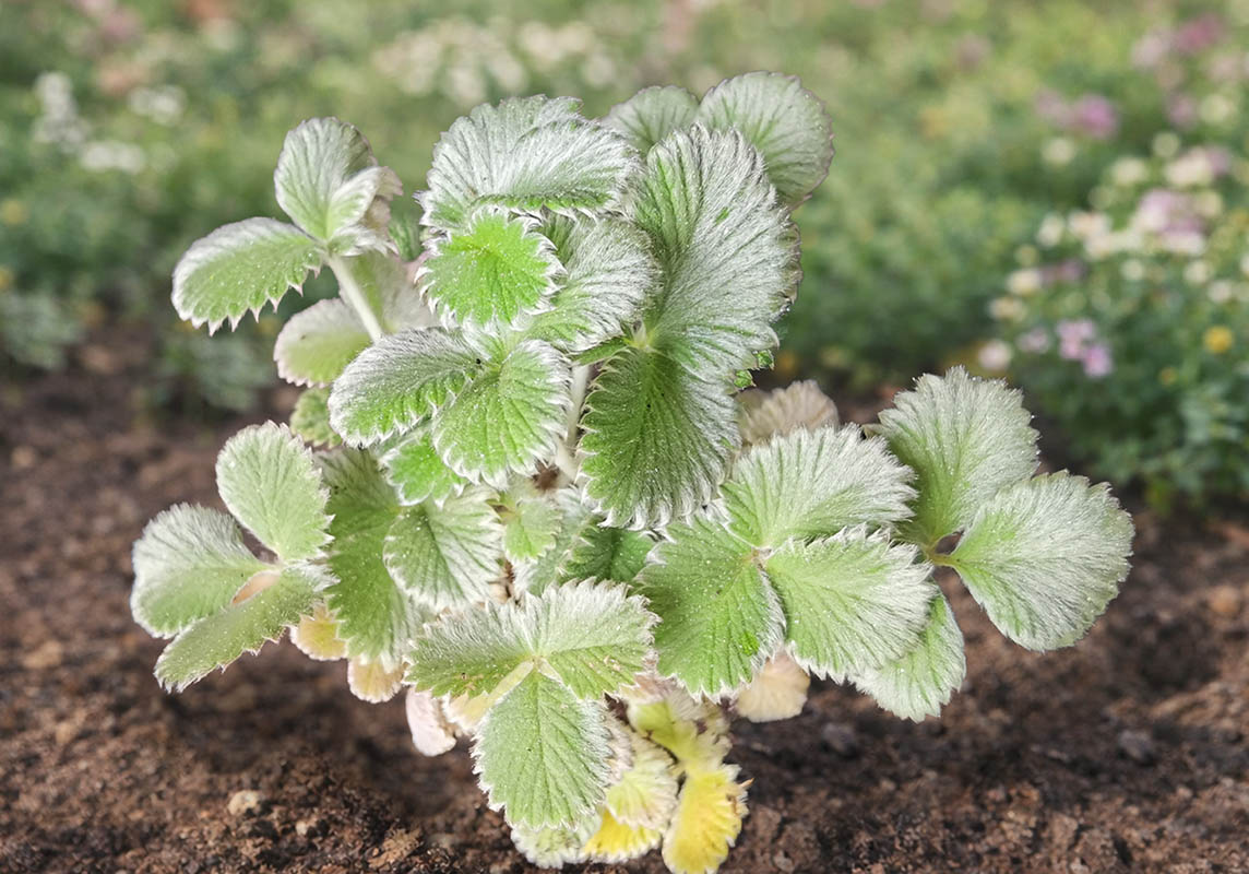 Potentilla atrosanguinea var argyrophylla en fleurs sur les pentes herbeuses de l'Himalaya